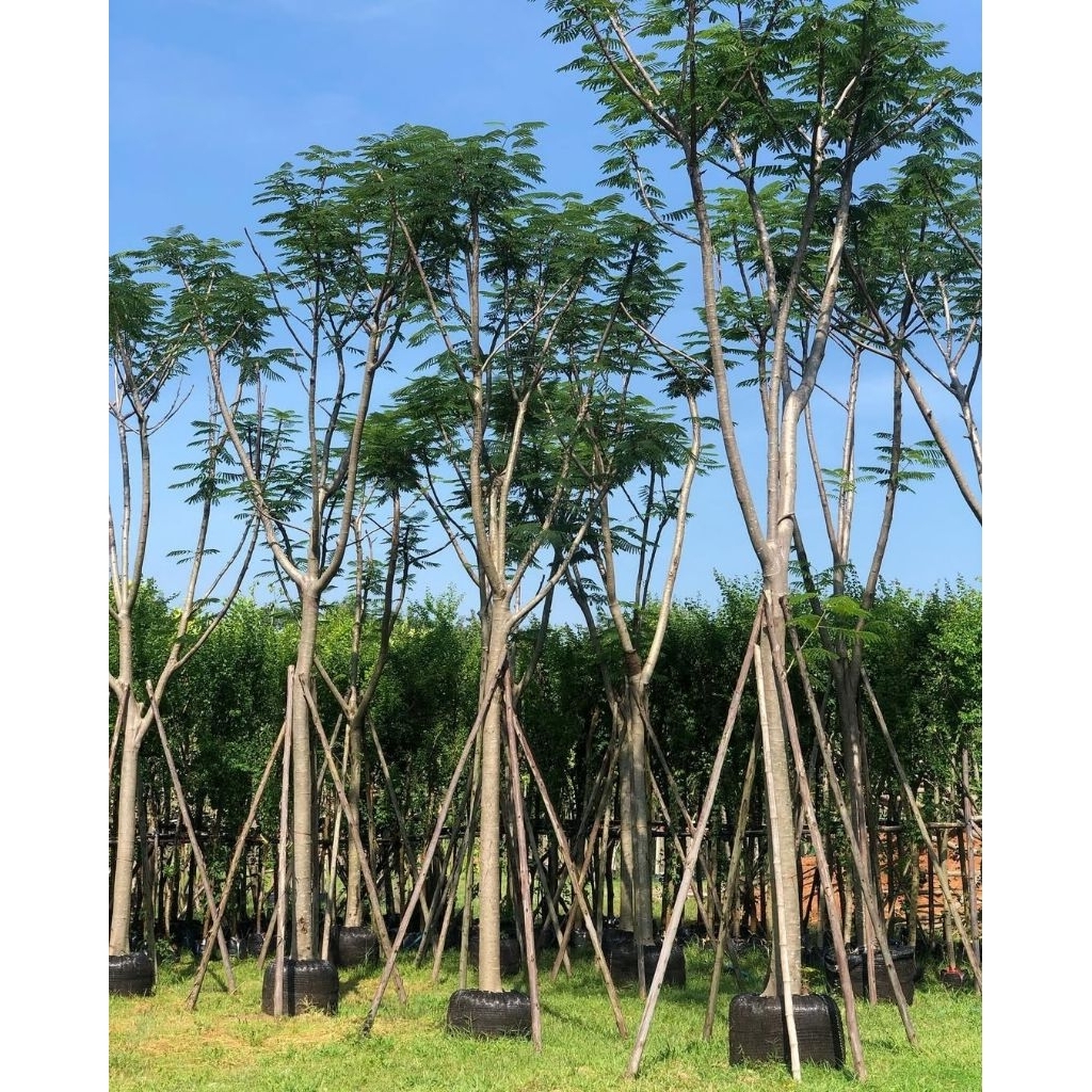 Pohon Flamboyan bunga merah | pohon Flamboyan tinggi 5-6 meter | Pohon Flamboyan diameter batang 15c