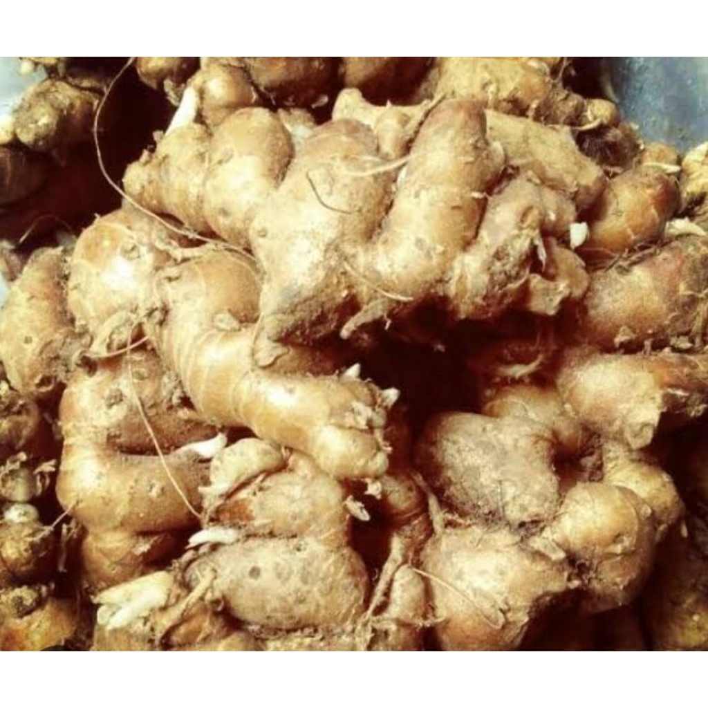 

kencur segar 1kg kencur tua 1kg