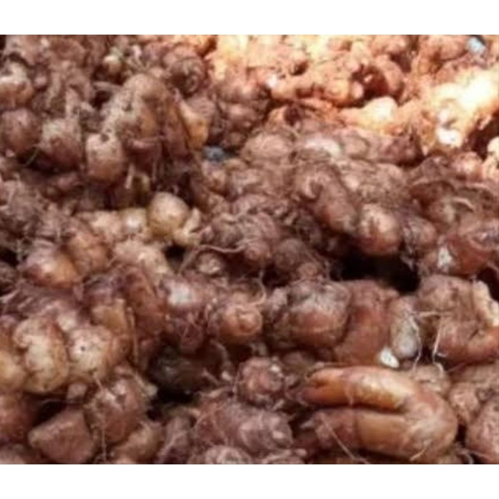 

kencur tua 1 kg asli banten
