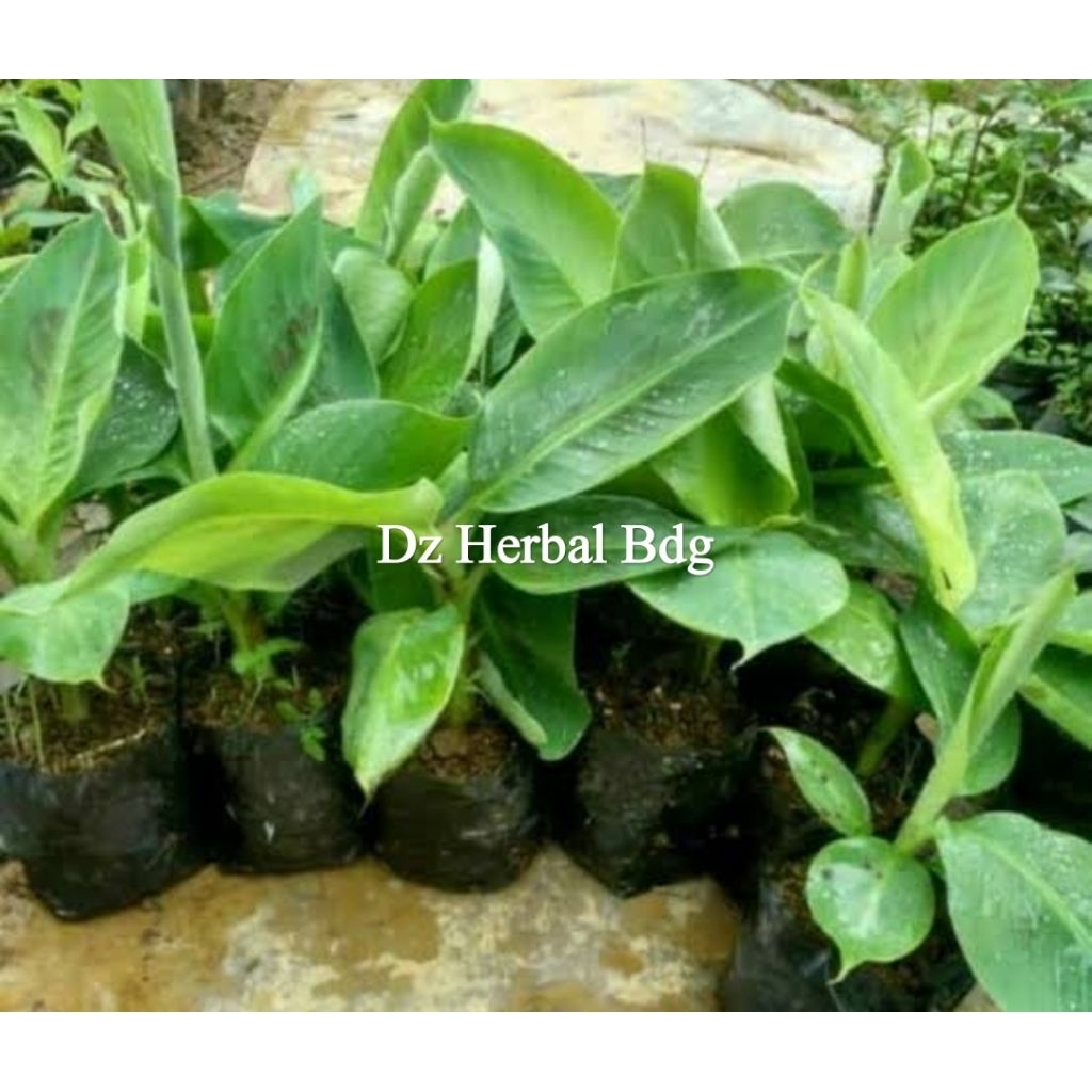 Jual bibit pisang mas bibit pisang emas super isi 2 bibit pohon-az