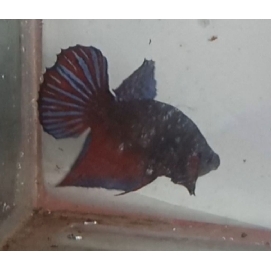 aksesoris akuarium cupang black king