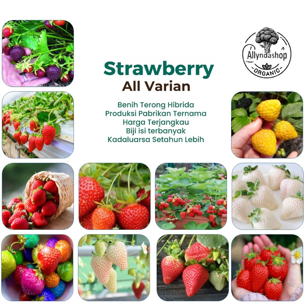Bibit Benih Buah Strawberry Unggulan