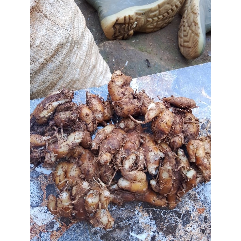 

KENCUR TUA /KENCUR SEBLAK/ KENCUR PREES 1KG