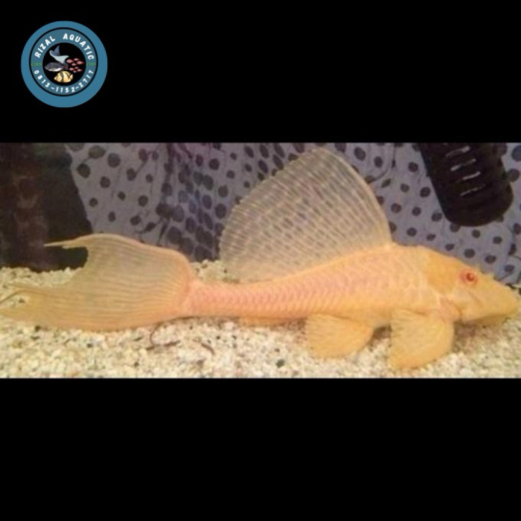 stiker gibicep albino