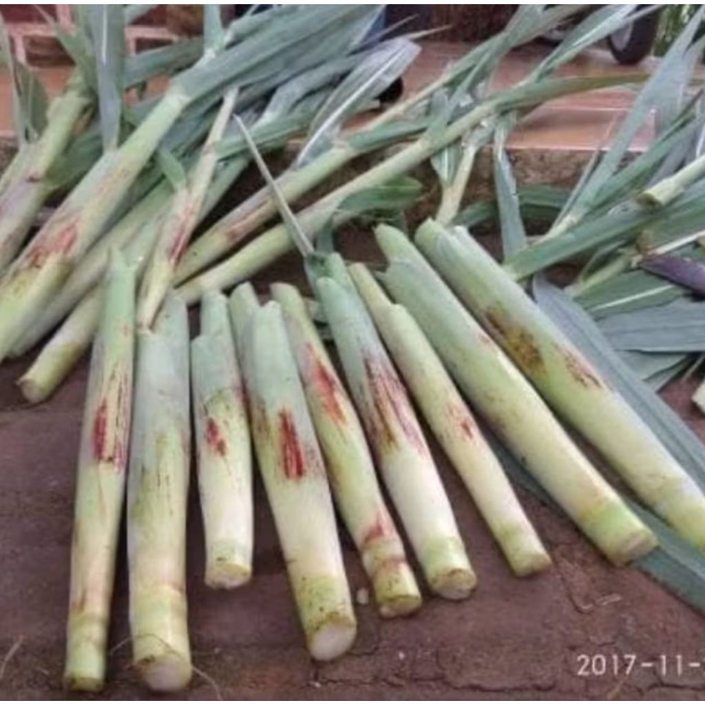 

sayuran Terubuk Turubuk Endong Tiwu Bunga telur telor /1kg