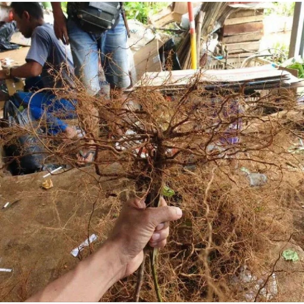 

akar pohon senggani akar pohon banyak manfaat persatu ikat berkualitas