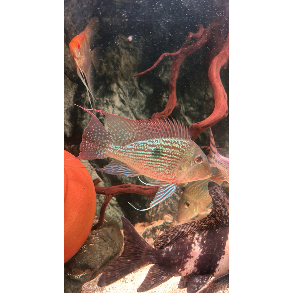 geophagus sveni 20 cm 3e
