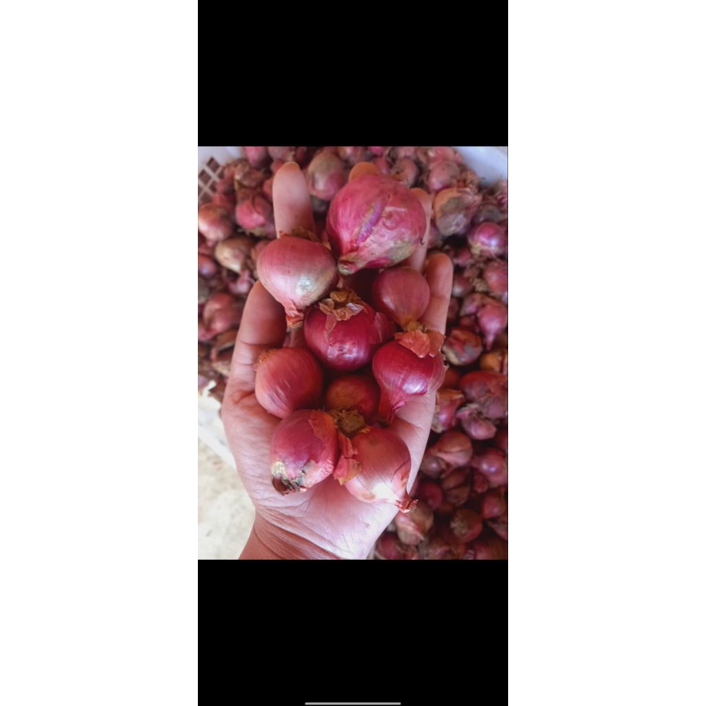 

Bawang Merah super murah premium