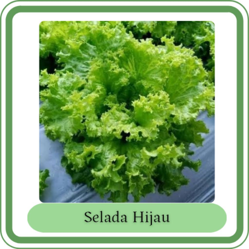 

Selada Hijau isi ±250 butir