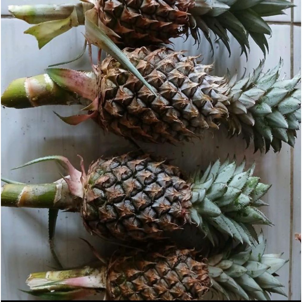 

nanas muda fress langsung petik /nanas muda dengan kualitas terbaik dari toko kami