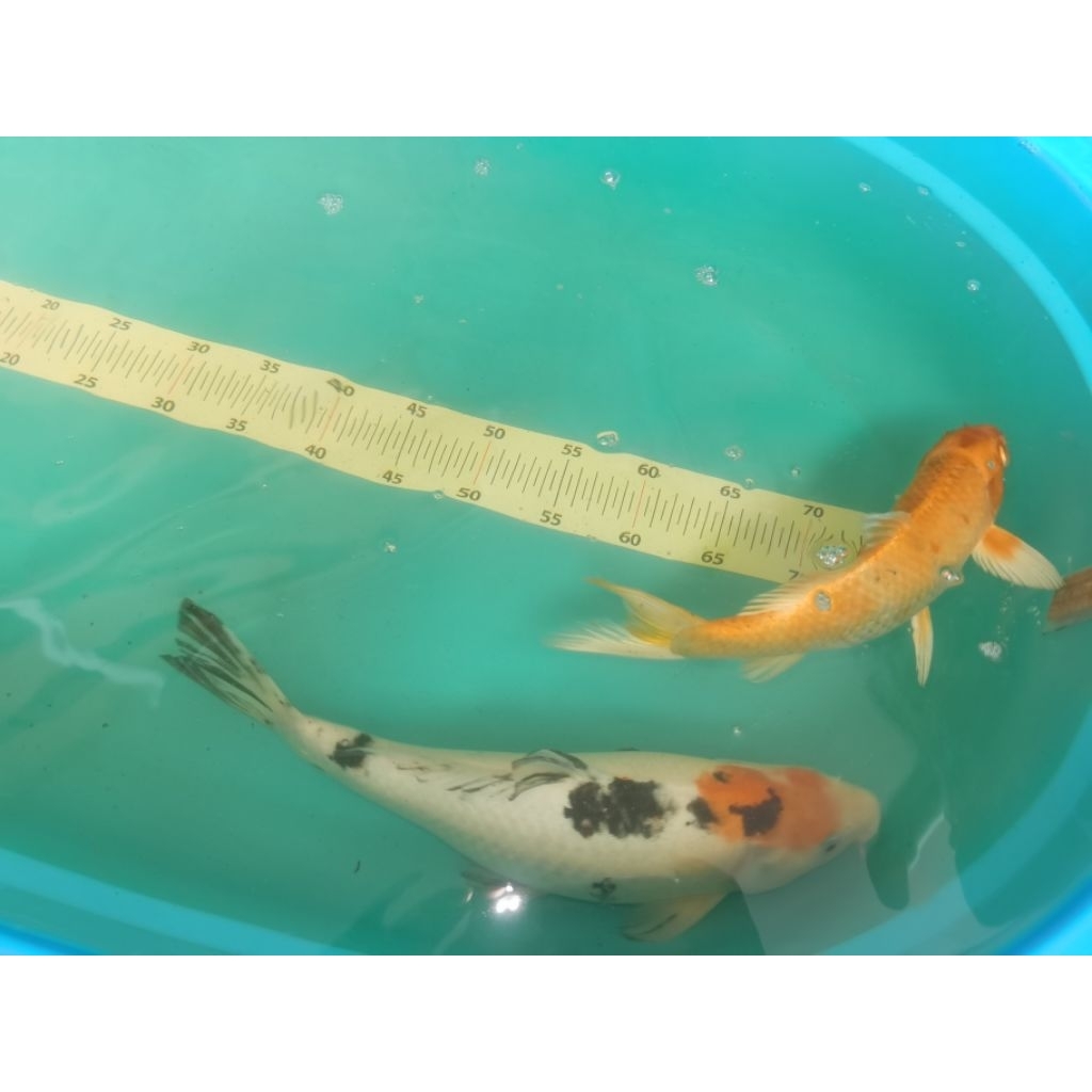 (paket 2 ekor) ikan koi asli blitar mix ukuran 25-40 cm