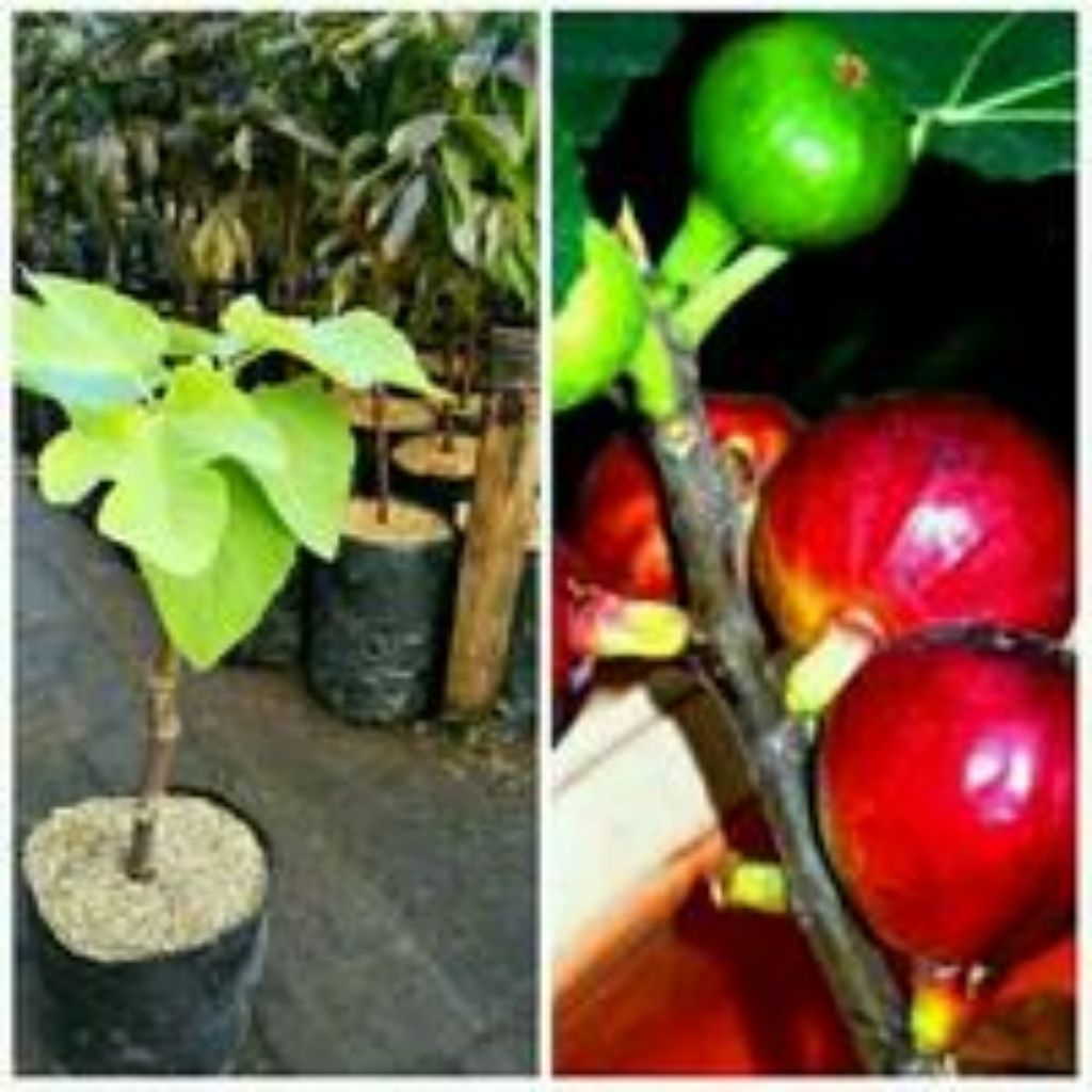 BIBIT BUAH TIN JTV RIVERSE HASIL CANGKOK