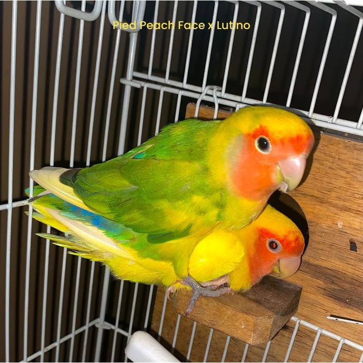 ParrotBoys - Burung Lovebird Induk Nonklep / Holland / Roseicollis - Pied Green Peach Face x Lutino 