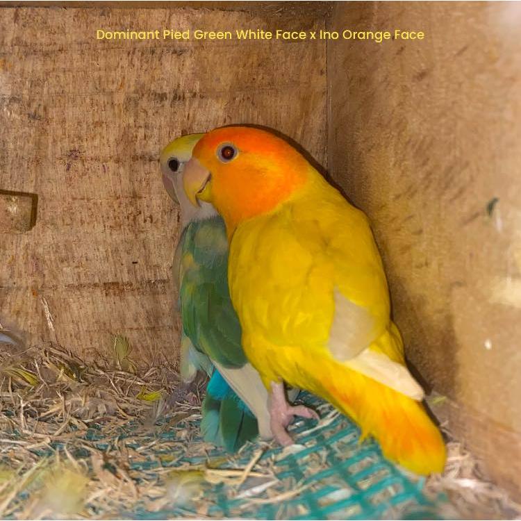 ParrotBoys - Burung Lovebird Induk Nonklep / Holland / Roseicollis - Pied DD Green Aqua x Ino Orange