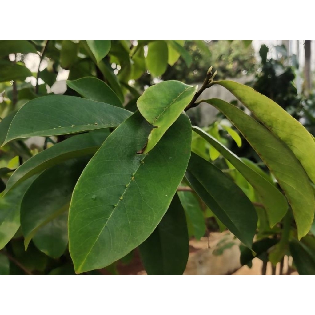 

daun sirsak segar 100 lembar / obat herbal