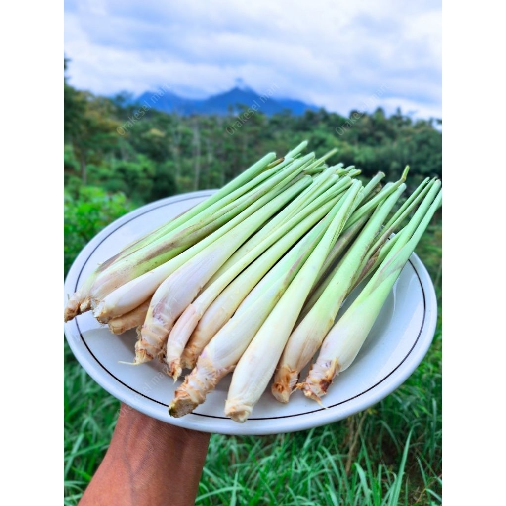 

Sereh Segar 1Kg Langsung dari Kebun