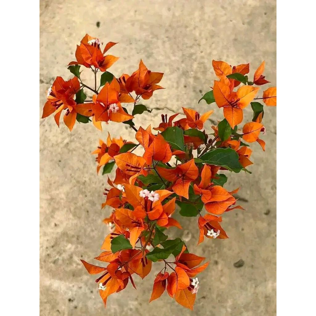 tanaman hias bugenvil lokal orange bunga tumpuk