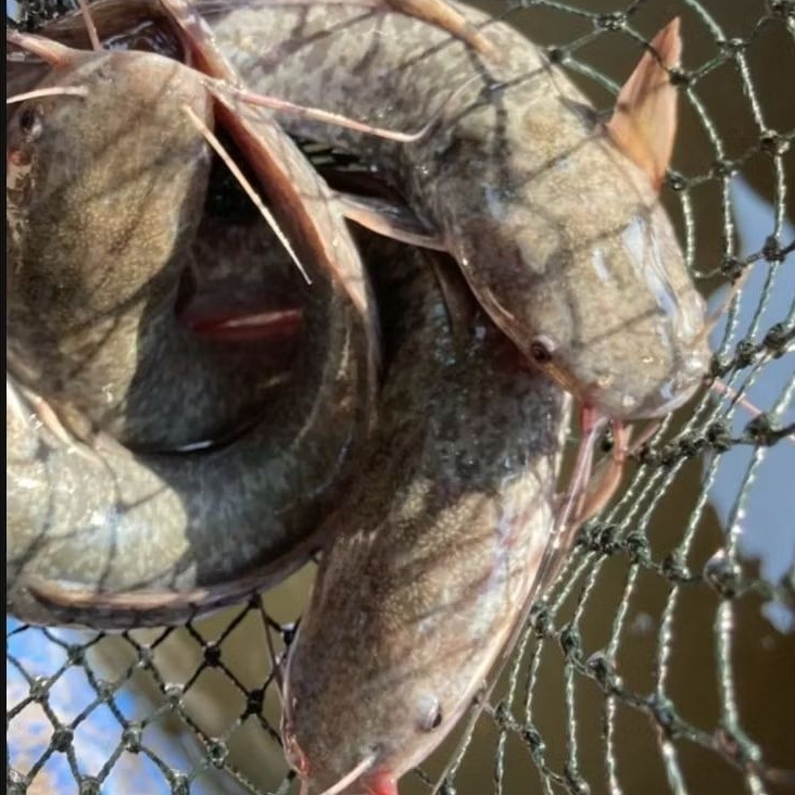 

Lele Konsumsi Premium