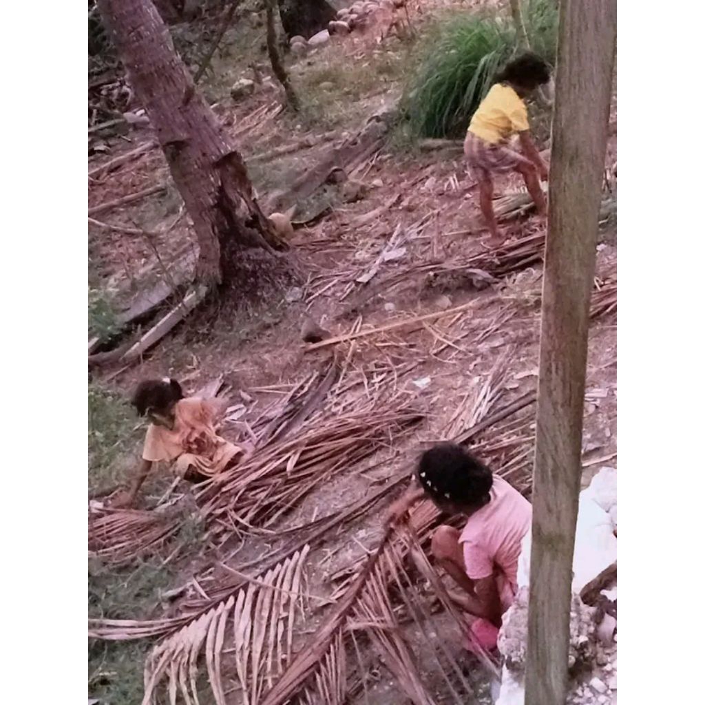 Daun Kelapa Kering 50 Biji