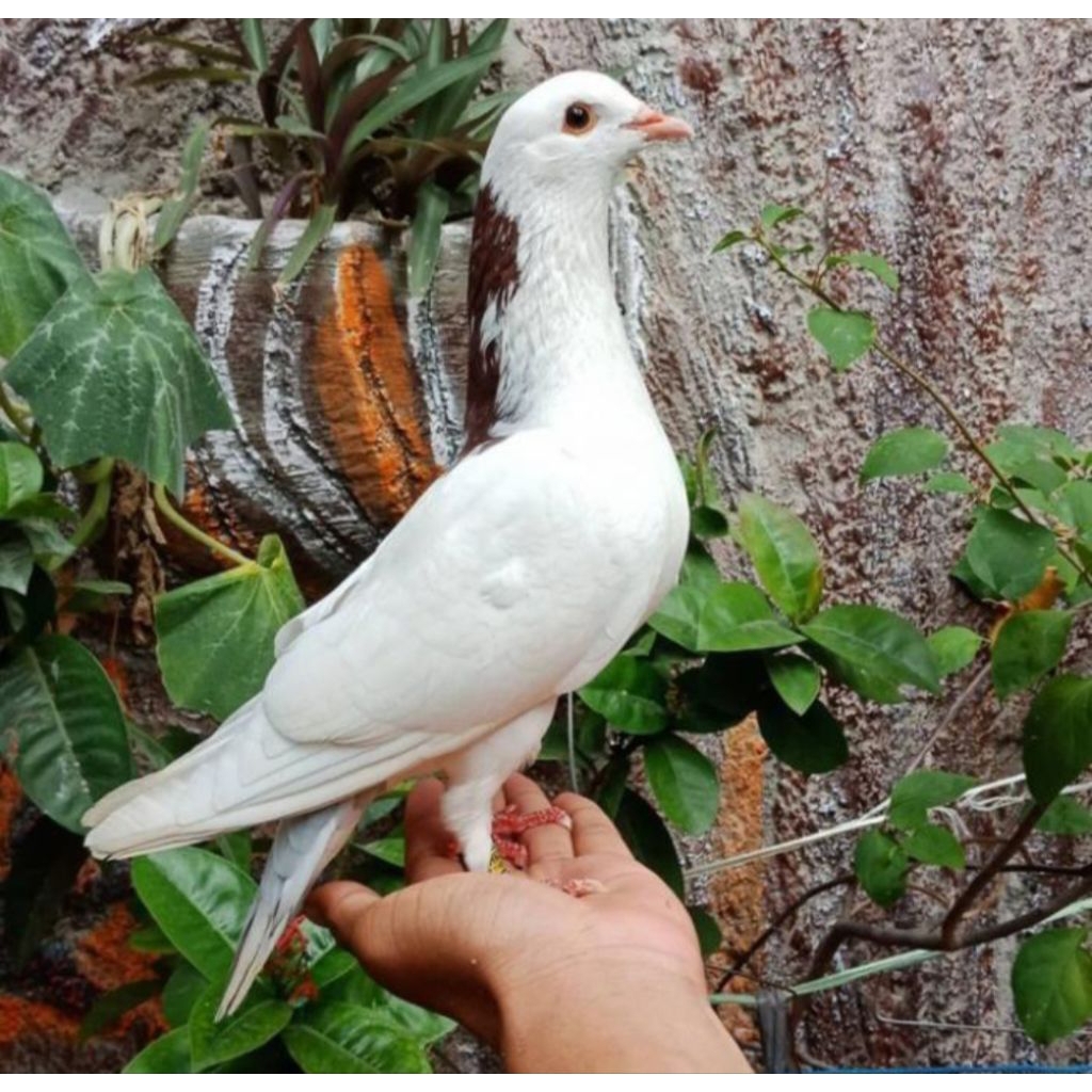 Burung Dara Jantan - Merpati Jantan Size Indukan