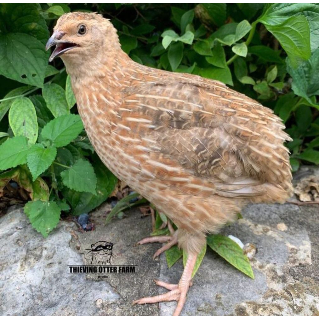 Burung Puyuh Afkir - Puyuh Betina Afkir - Puyuh Petelur Afkir