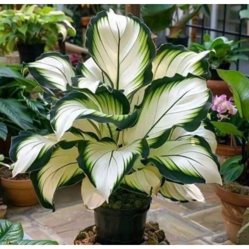 Diven Tisu Golden - Tanaman Hias Murah Meriah - Diven Cantik - Tanaman Hidup Aglonema