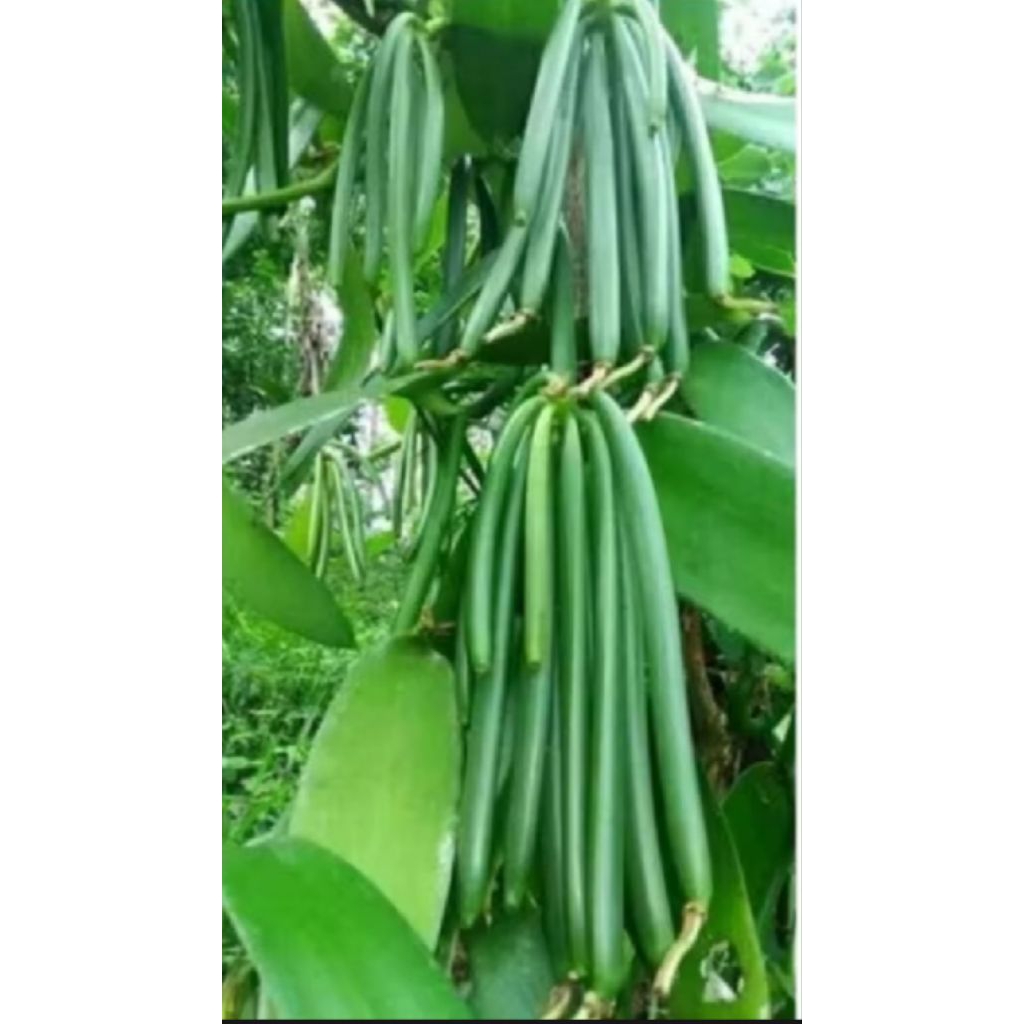 

Bibit vanili planipolia per 1 meter siap tanam vanili vanilla paneli