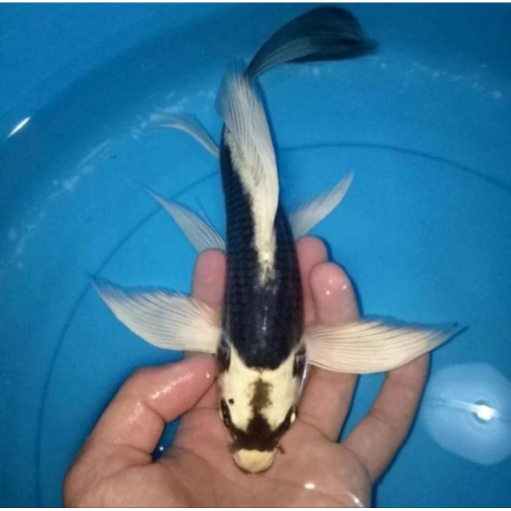 Ikan Koi Kumpay Kabuto Domas Slayer - Beli 10 Gratis 1 Ekor