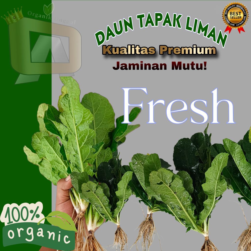 

Daun Tapak Liman Segar Super Organik Daun Herbal