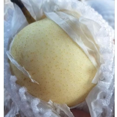 

buah pir 1 kilo