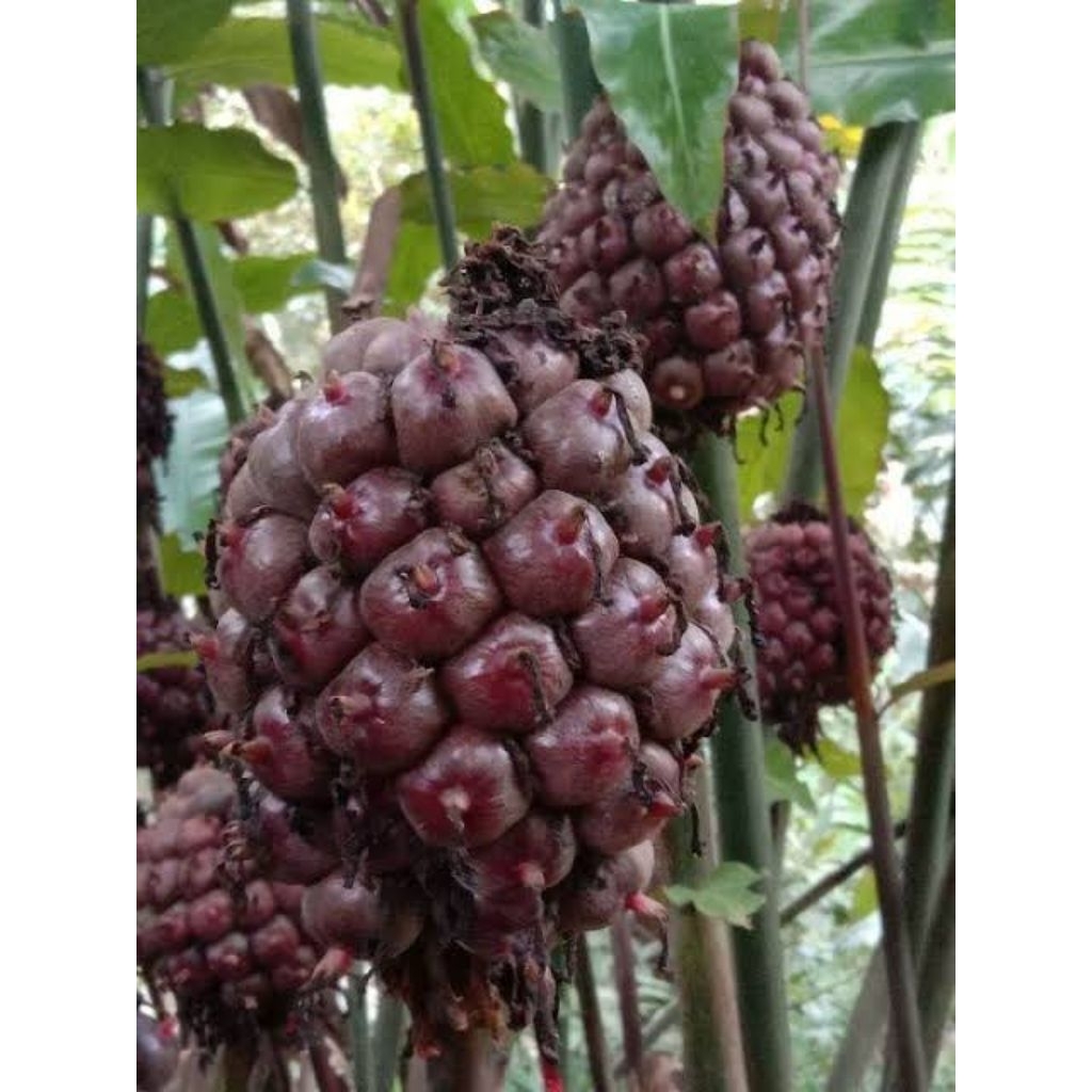 

termurah buah honje laka segar 1 kg