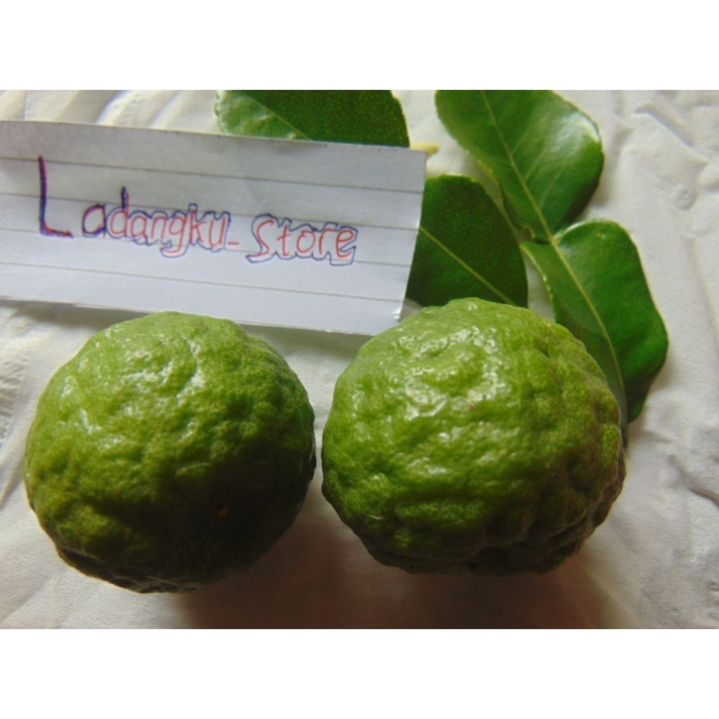 

Jeruk Purut untuk Sayuran 2500 untuk 3 biji