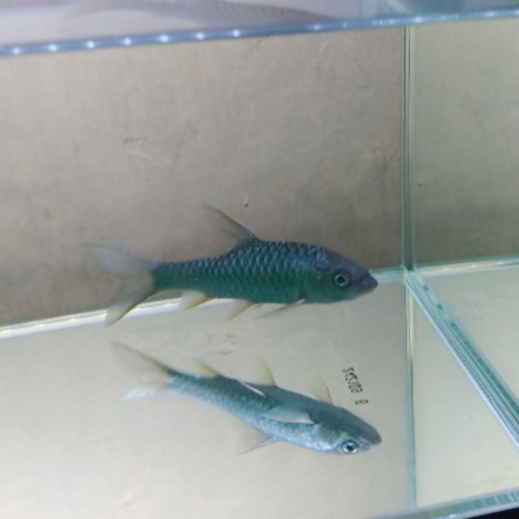 

Ihan Dewa Semah Mahseer Segar