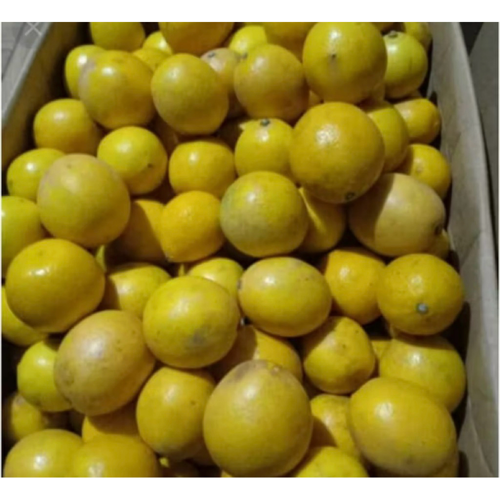 

buah segar lemon california berat 1kg