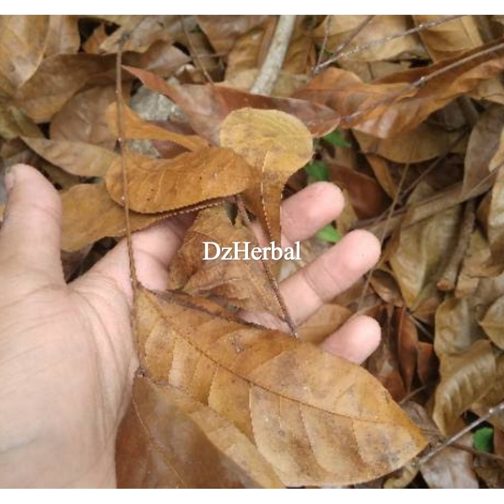 

Paket 500 gram daun mahoni kering organik