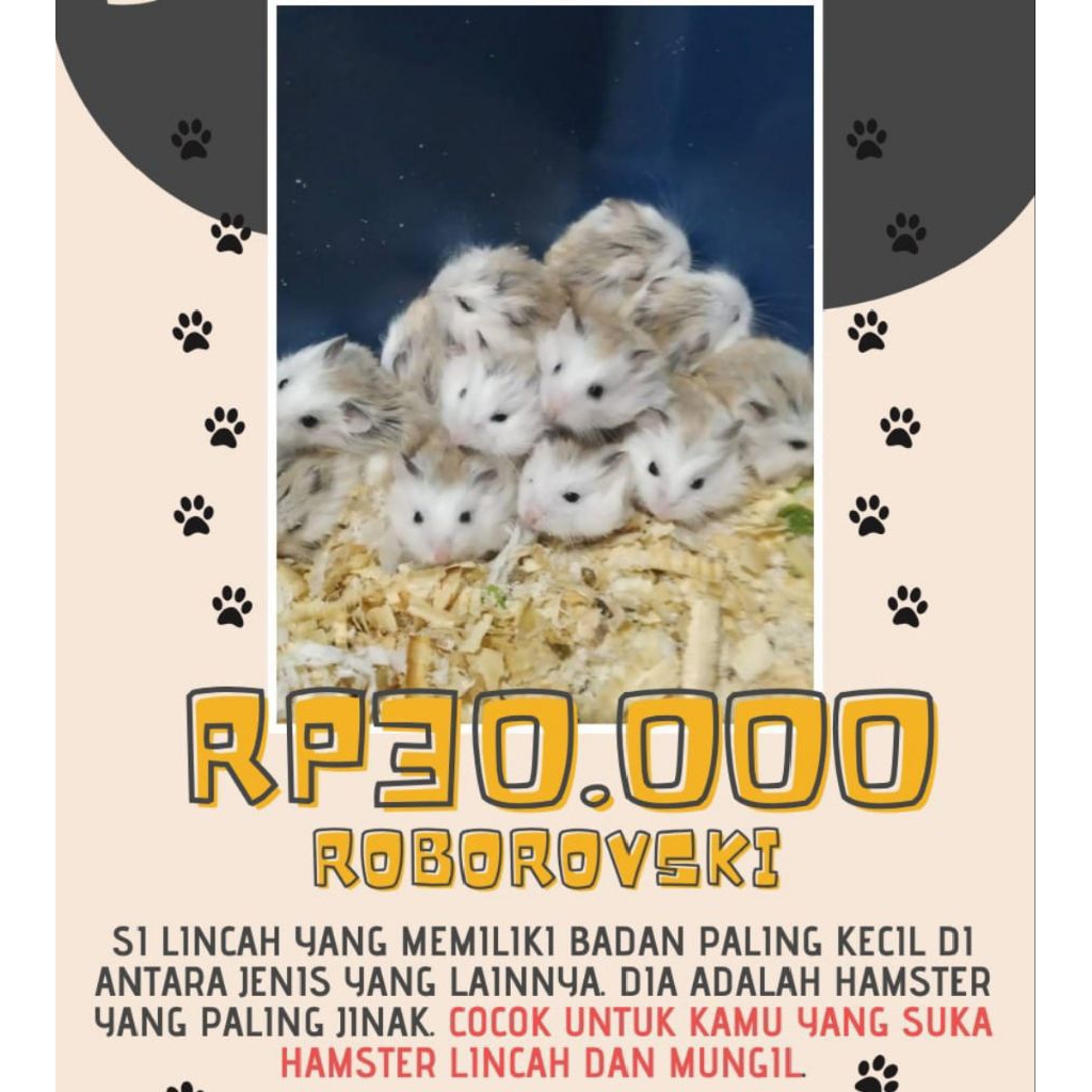 hamster roborovski