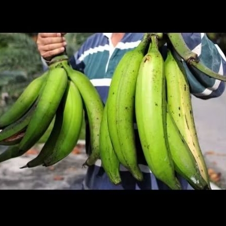 

pisang tanduk 2 kg isi 5 -6 buah ( Jumbo )