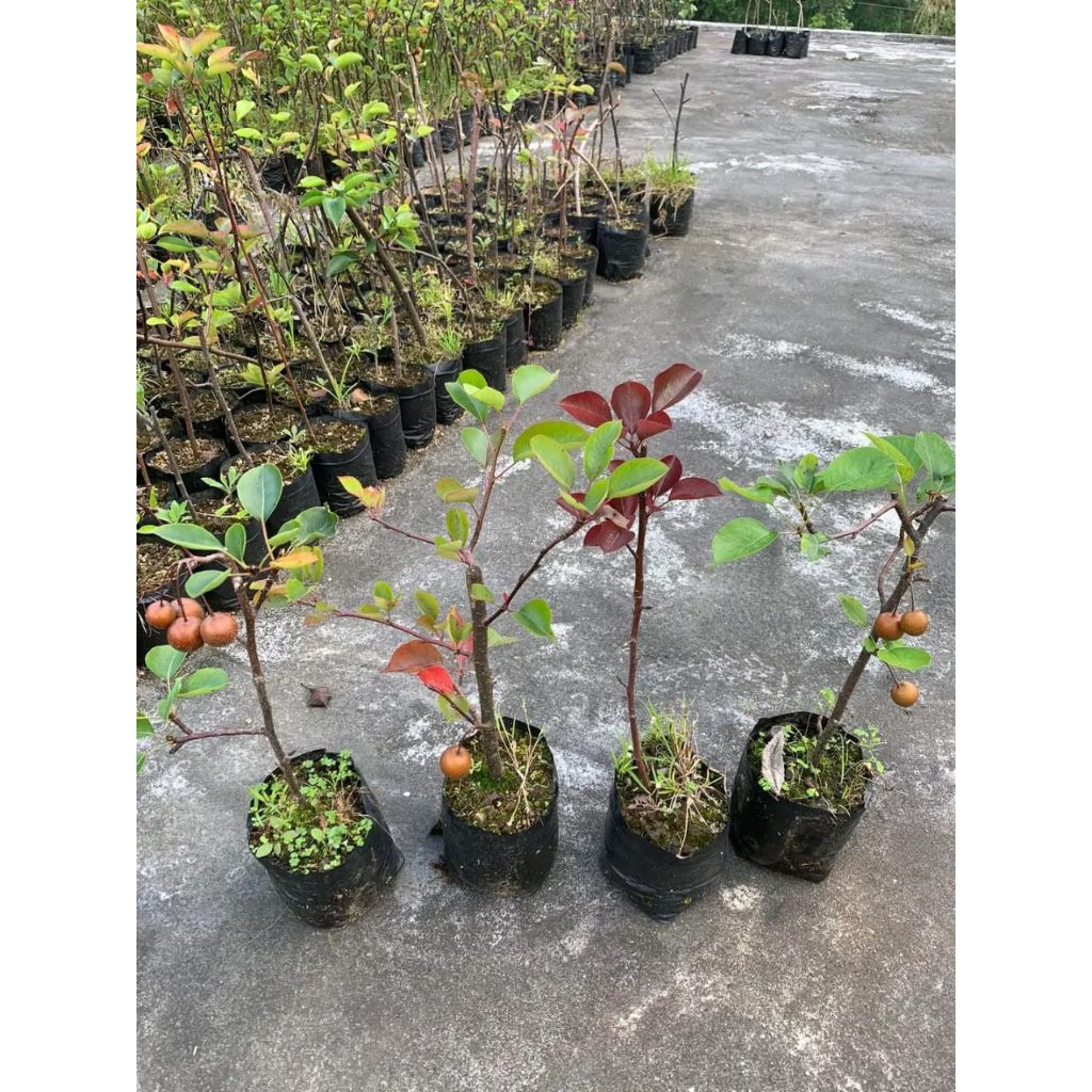 

apel fuji merah