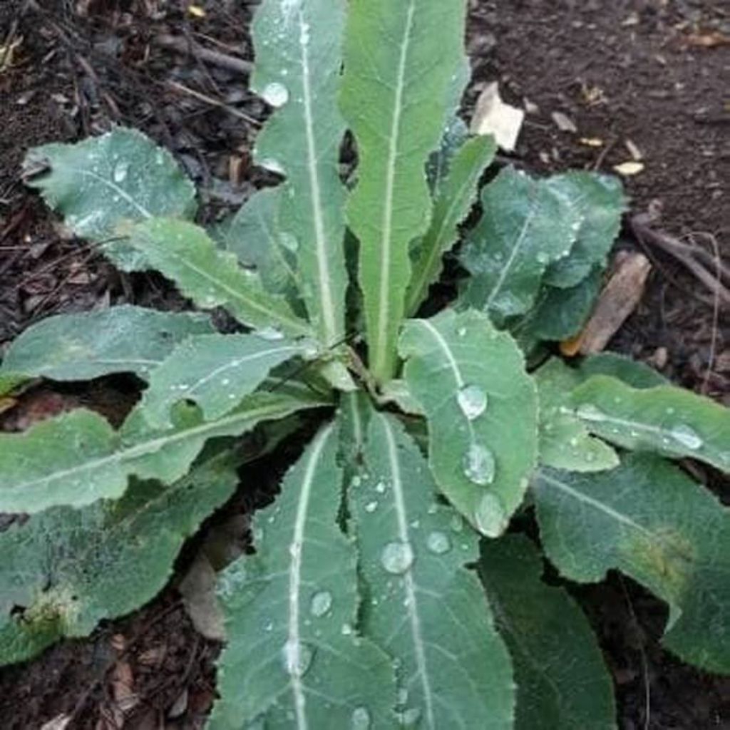 

Daun tempuyung asli segar fresh murah obat herbal 250grm