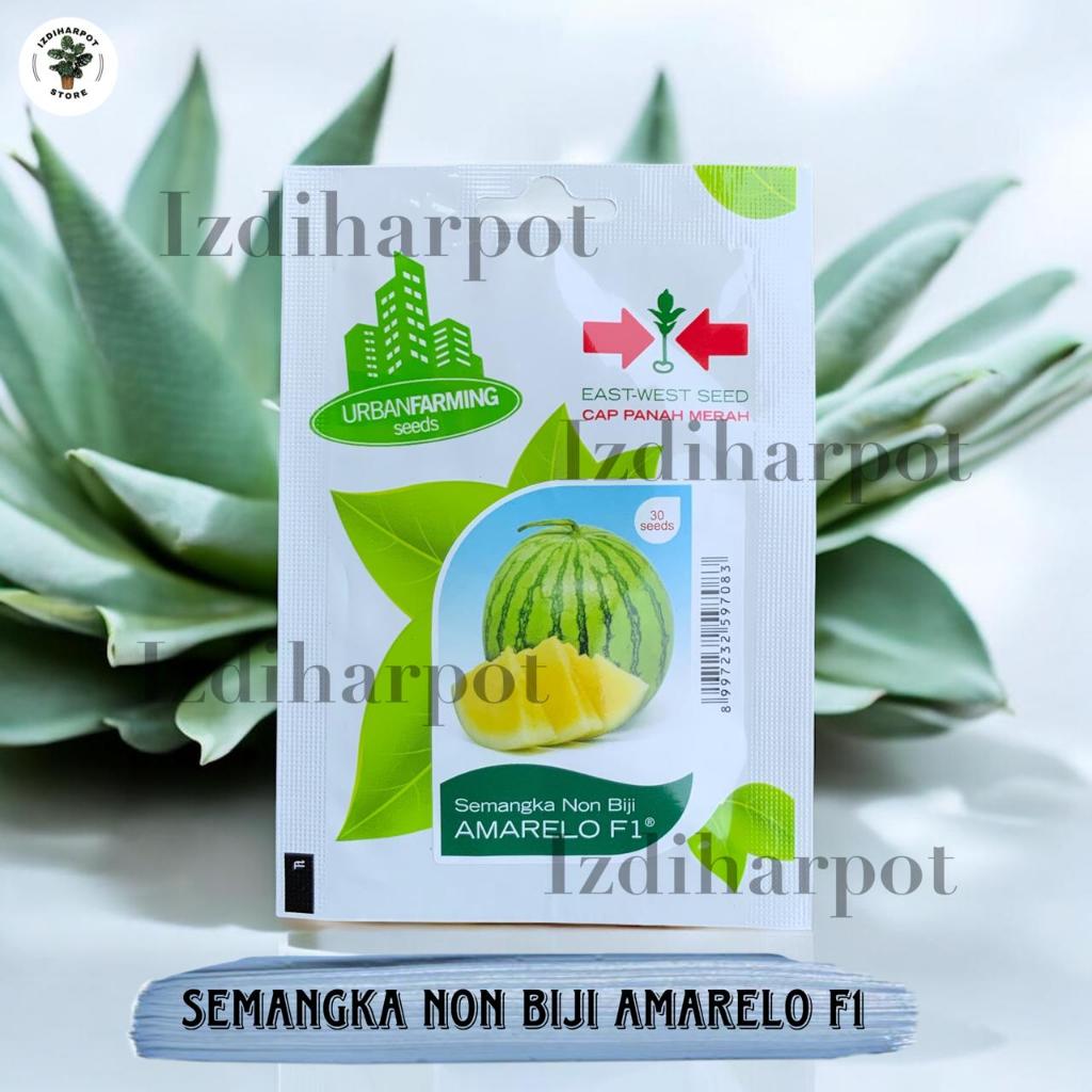 Benih Bibit Semangka Kuning Non Biji Amarelo F1 Cap Panah Merah - SEMANGKA AMARELO F1 EAST WEST SEED