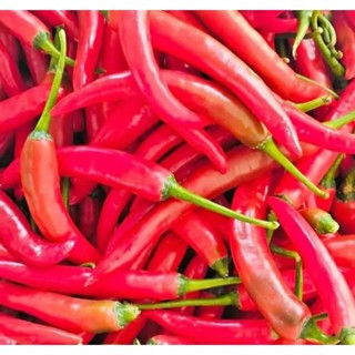 

Cabe Merah Besar Cabai TW Lombok Segar Fresh Kiloan 100gr - Aneka Bumbu Dapur