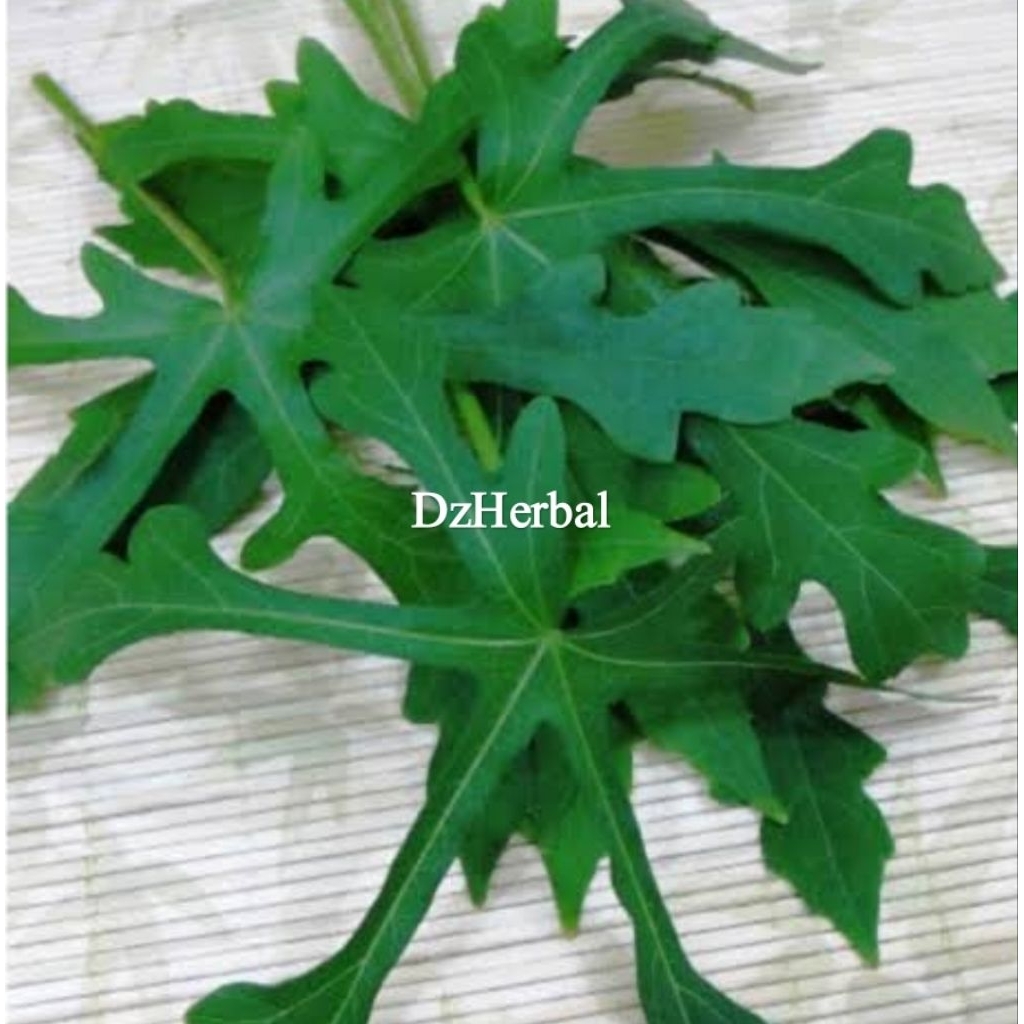 

Daun gedi segar daun gedi berlenderi 25 lembar petik langsung-az