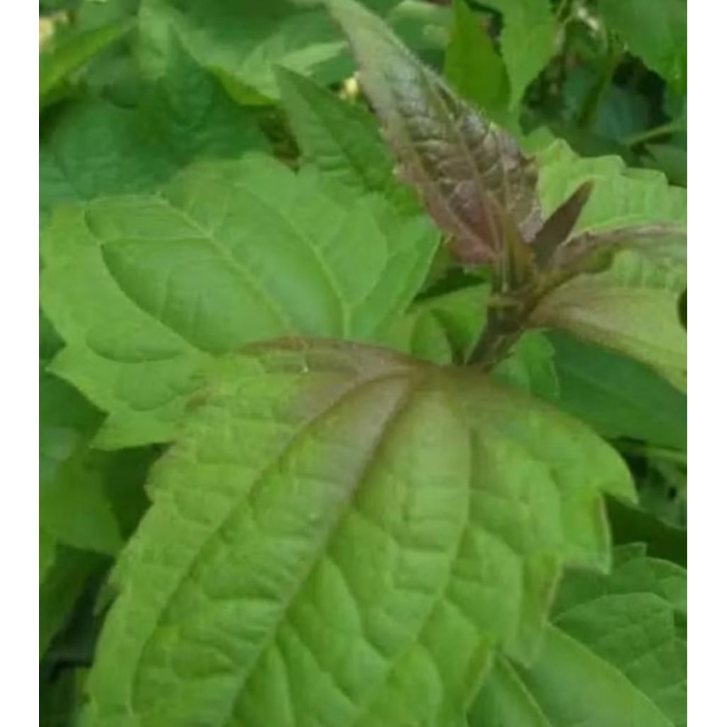 

200 gr Daun BALAKACIDA segar baik untuk obat herbal