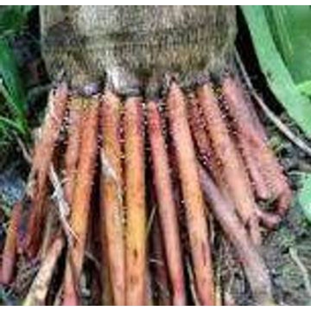 

Akar pinang muda segar 250 gram/obat tradisional