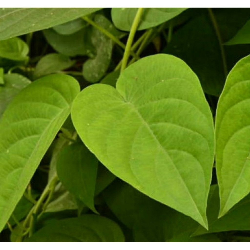 

100 GRAM DAUN SEMBUKAN