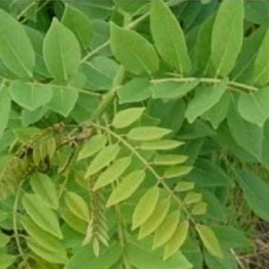 

250GRAM DAUN GAMAL ATAU KLERESEDE SEGAR