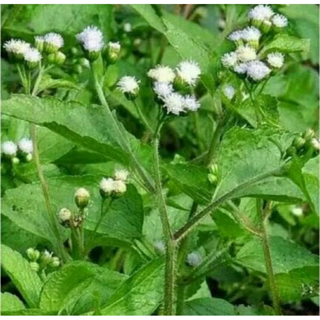

250 GRAM DAUN BABANDOTAN ATAU BANDOTAN SEGAR