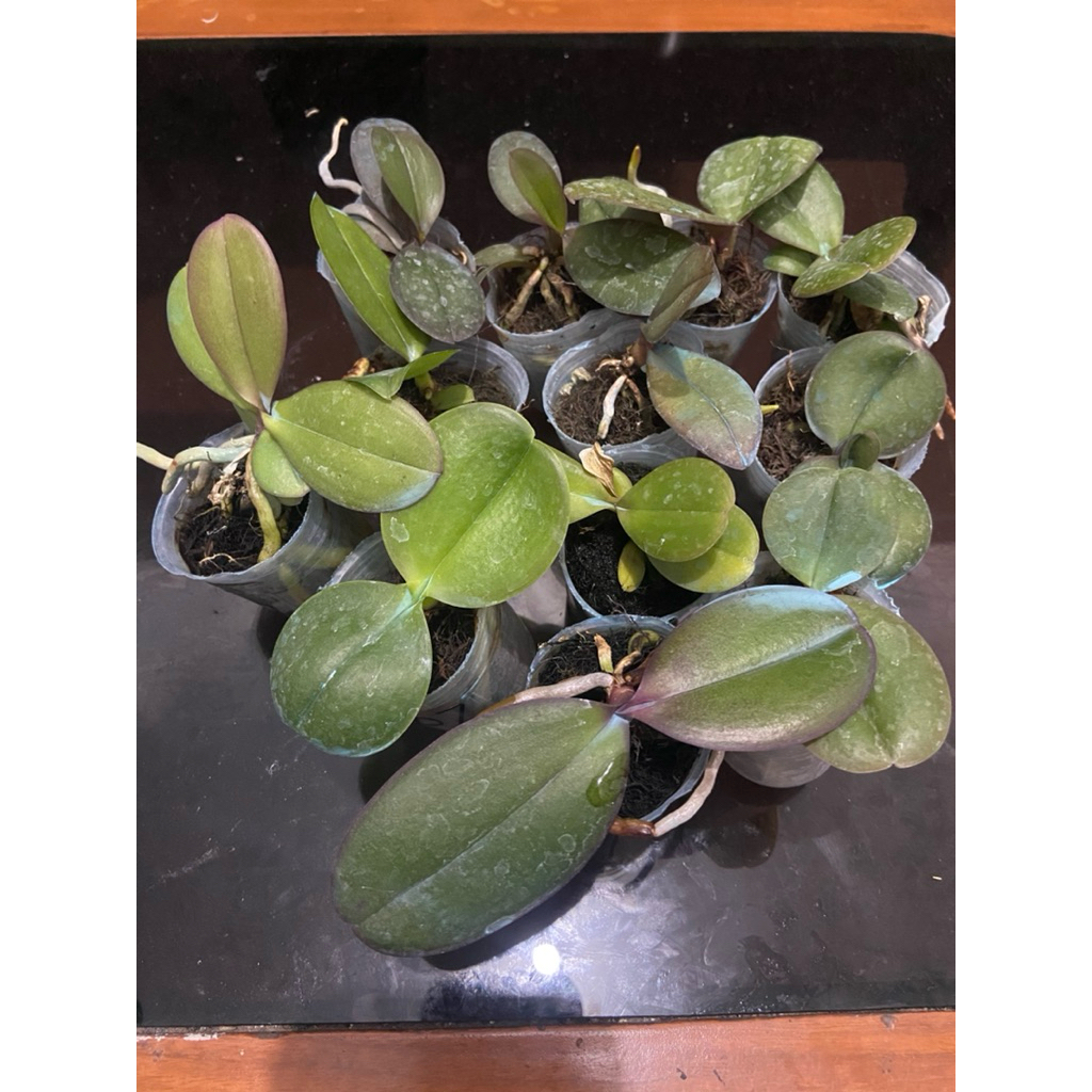 PROMO Anggrek Bulan Seedling Pra Remaja