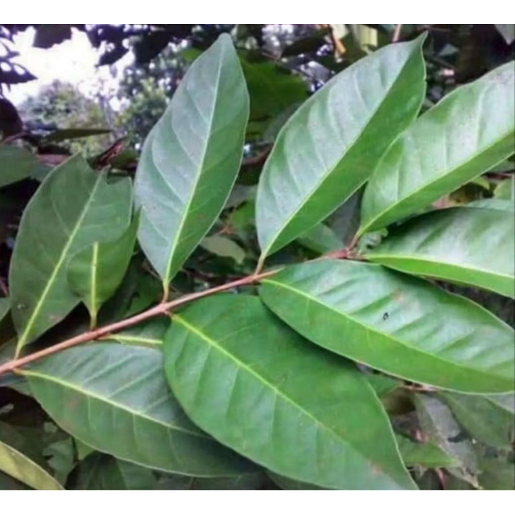 

DAUN SALAM (Syzygium polyanthum) 50 PCS,. FRES BARU PETIK,PENYEDAP MASAKAN