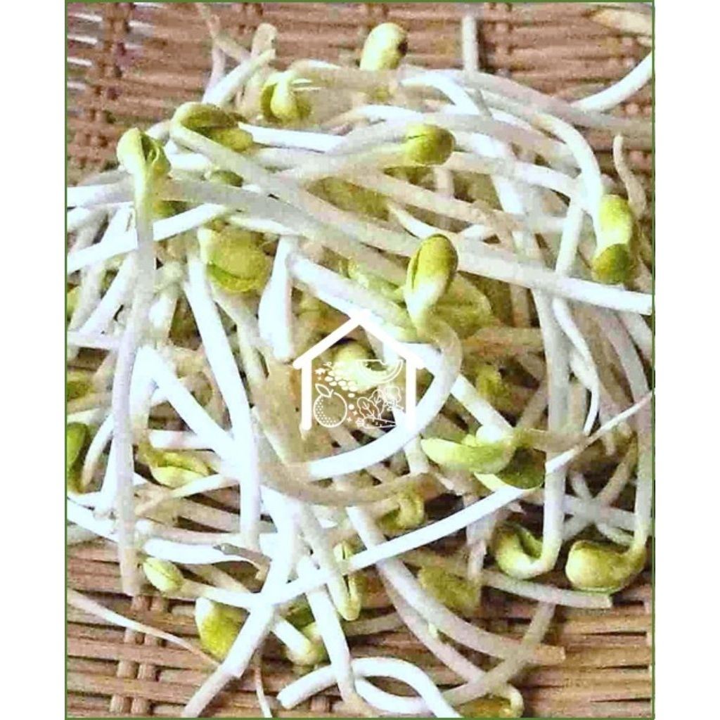 

Tauge Toge 250 Gram Pilihan Hemat